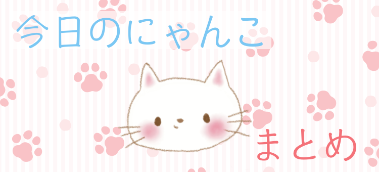 今日のにゃんこ